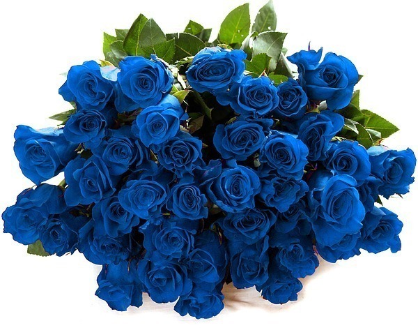 синие розы купить