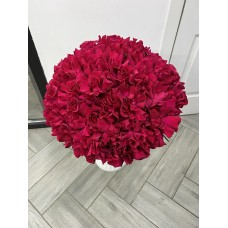 Букет из 51 розы Софи Лорен