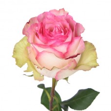 Премиум роза "Эсперанса"
