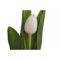 Голландские Тюльпаны