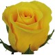 Жёлтая эквадорская роза 