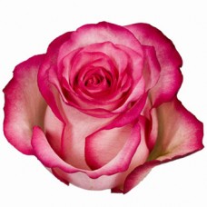Премиум роза "Карусель"