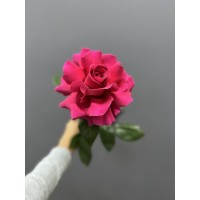 Роза розовая Софи Лорен