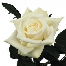 Российская белая роза 
