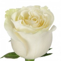 Эквадорская роза Мондиал белая